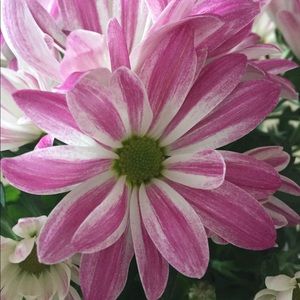 Meet your Posher, Louise